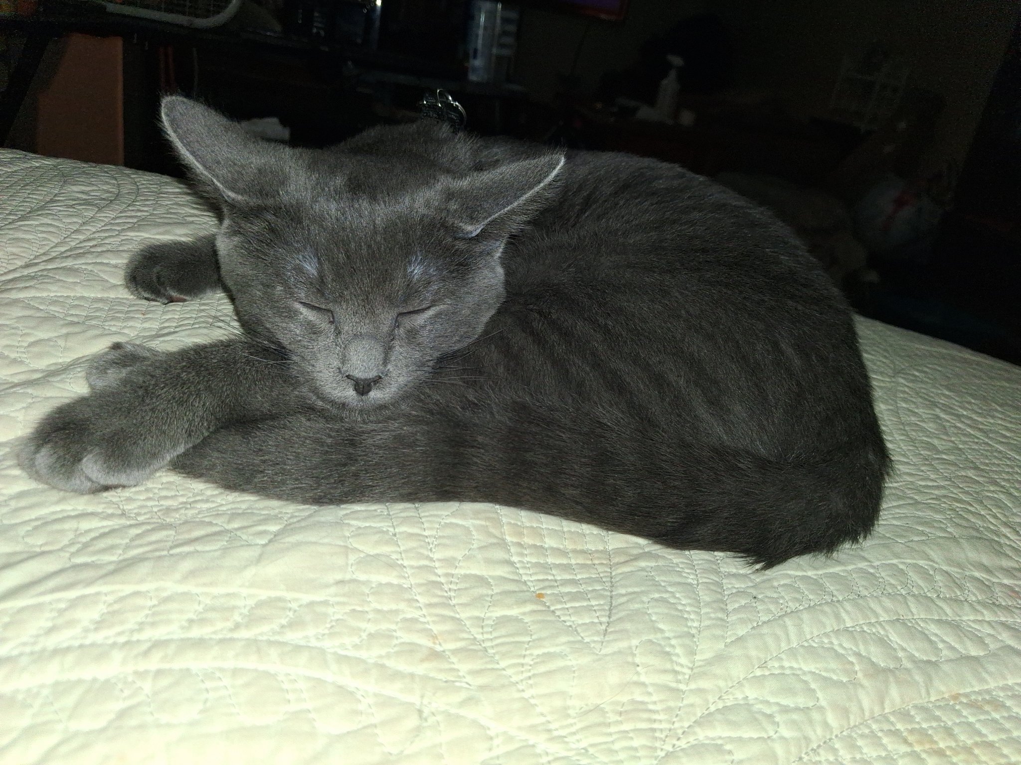 Gray cat sleeping curled up on a bed